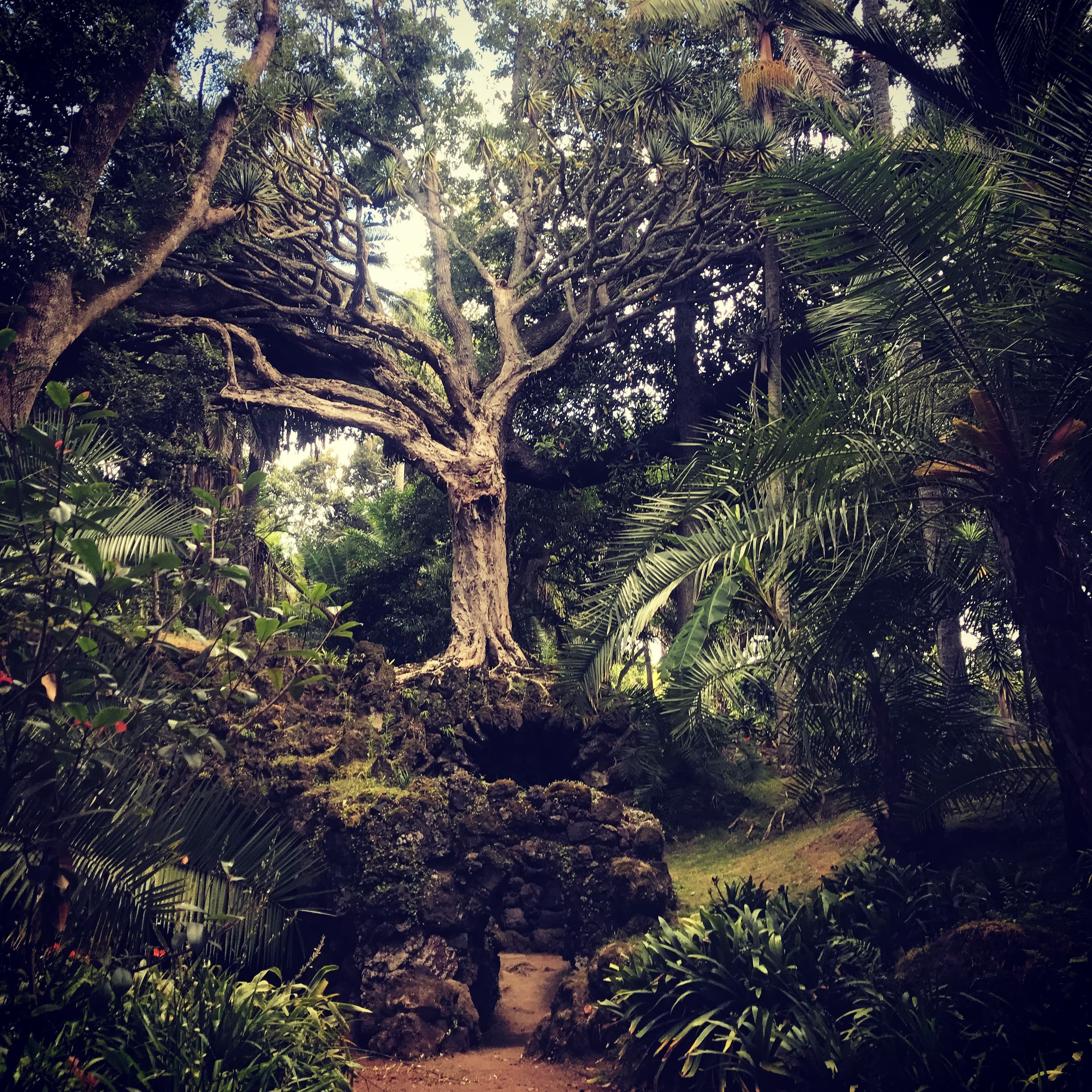 A garden path beneath dense green foliage and a spreading tree.
